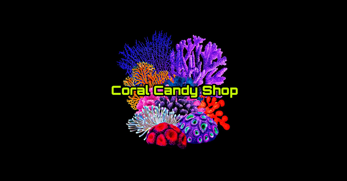 The Coral CandyShop