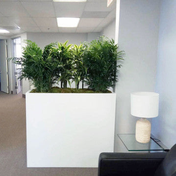 Shahi Sajawat Office Box Planters