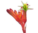 kangaroo paw flower