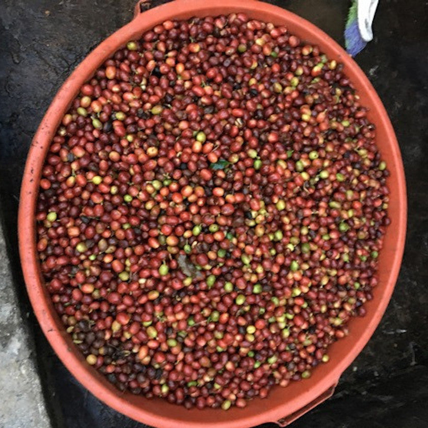 Buy Fresh Roasted Coffee Beans Online Shop Coffee Beans Online