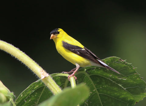Goldfinch américain