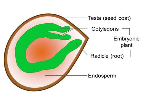 Embryo of a Dycot Seed - Image by Tomatosphere/Let’s Talk Science