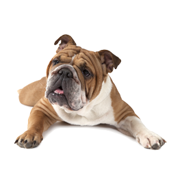 English Bulldog Shampoo Model