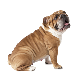 English Bulldog Shampoo Bulldog