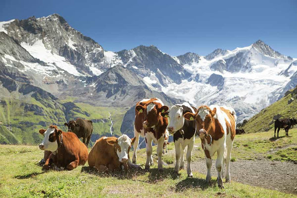 European cows
