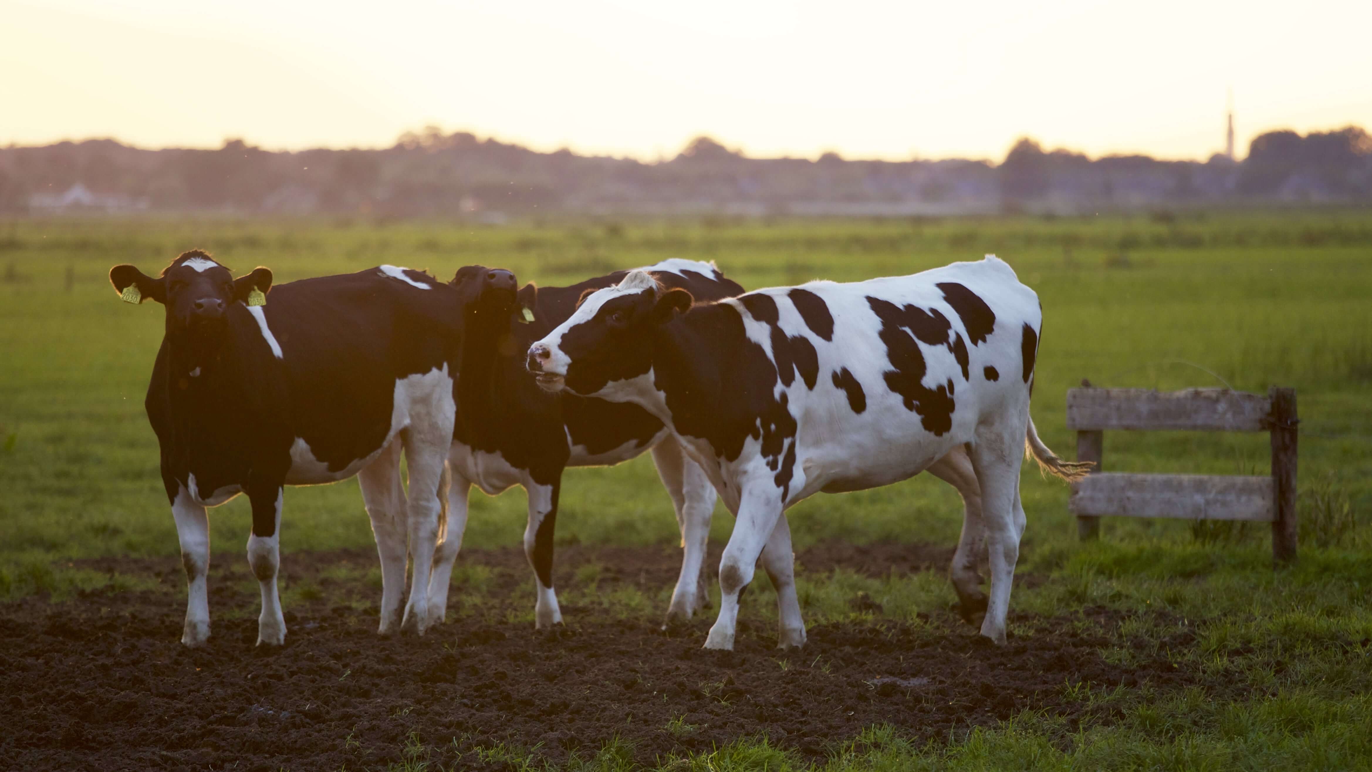 Cows on pasture