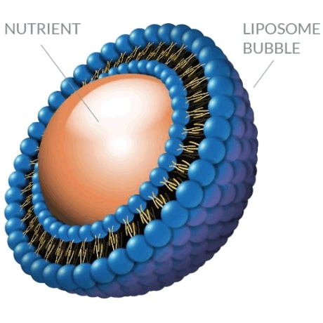 Liposome