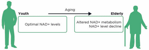 NAD+ change with aging