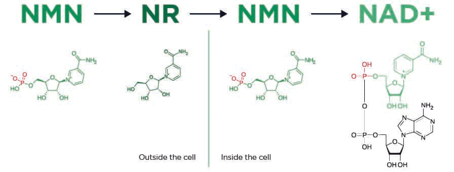 NMN NR to NAD