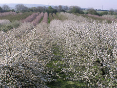 Organic Cider Orchard Trees in Blossom in May