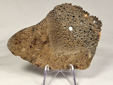 Slice of Jikharra 01 meteorite with visible vesicles