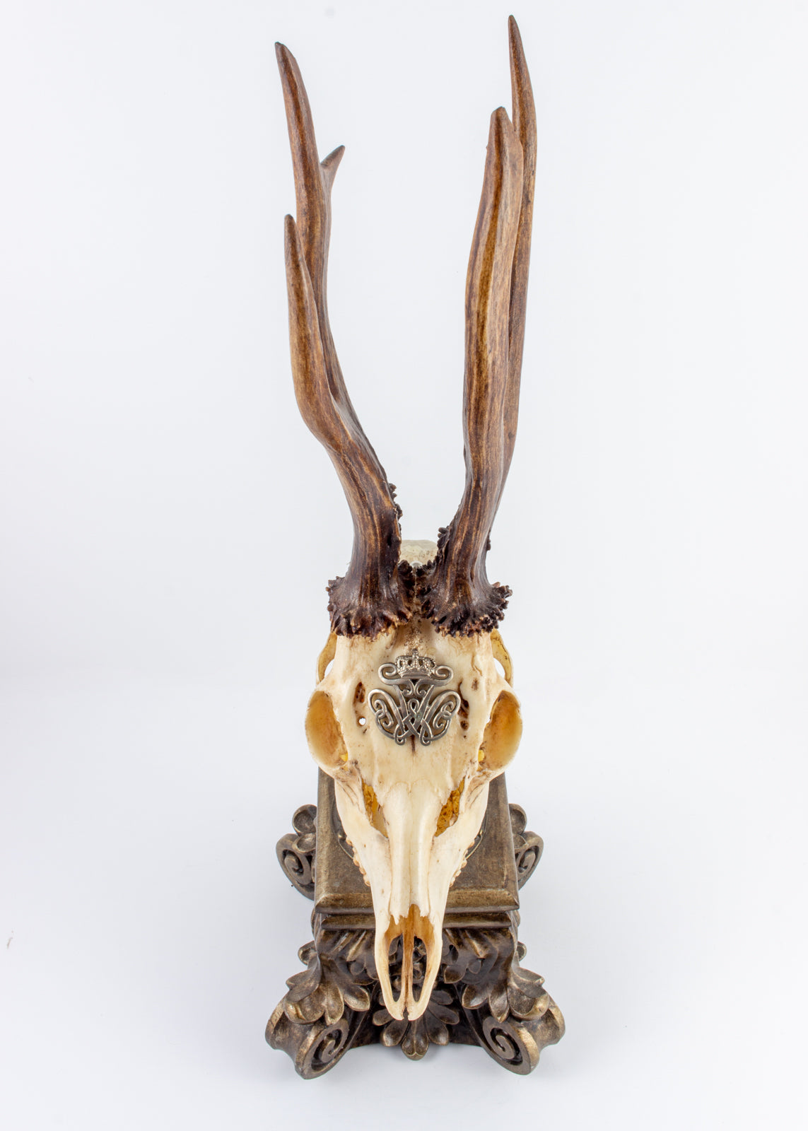 19th Century Roe Deer Trophy from Kaiser Wilhelm I of Germany on Stand