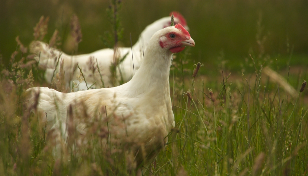 Sutton Hoo free range chickens