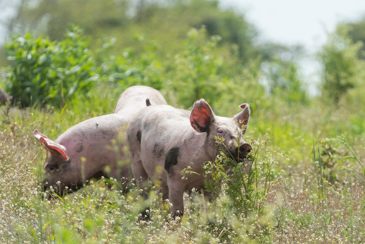 Free range piglets in a field