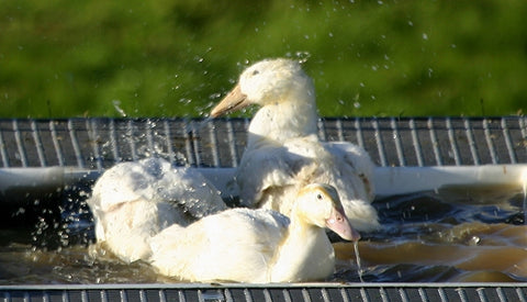 Creedy Carver free range duck