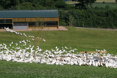 Creedy Carver free range duck