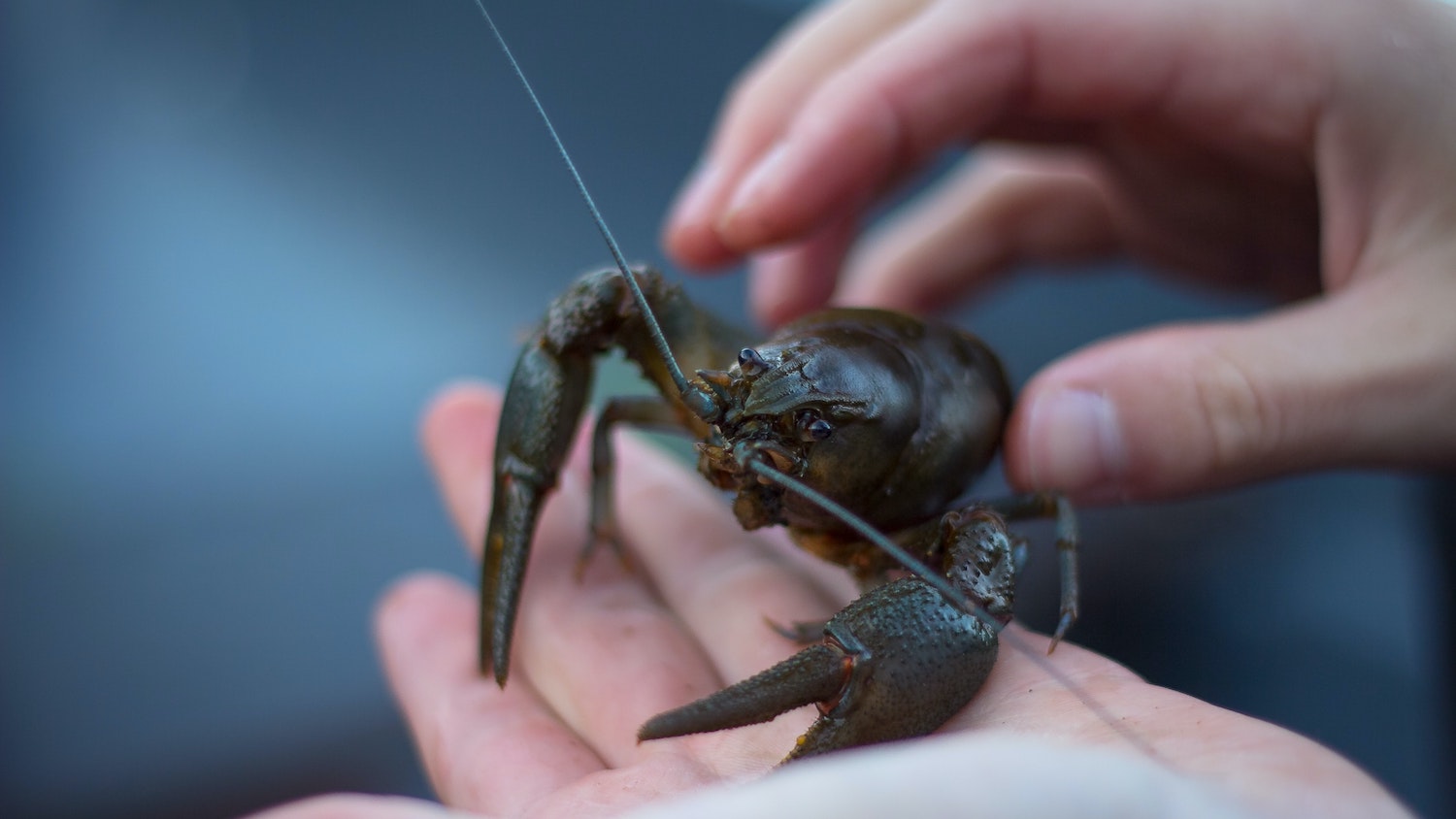 hands holding a crayfish