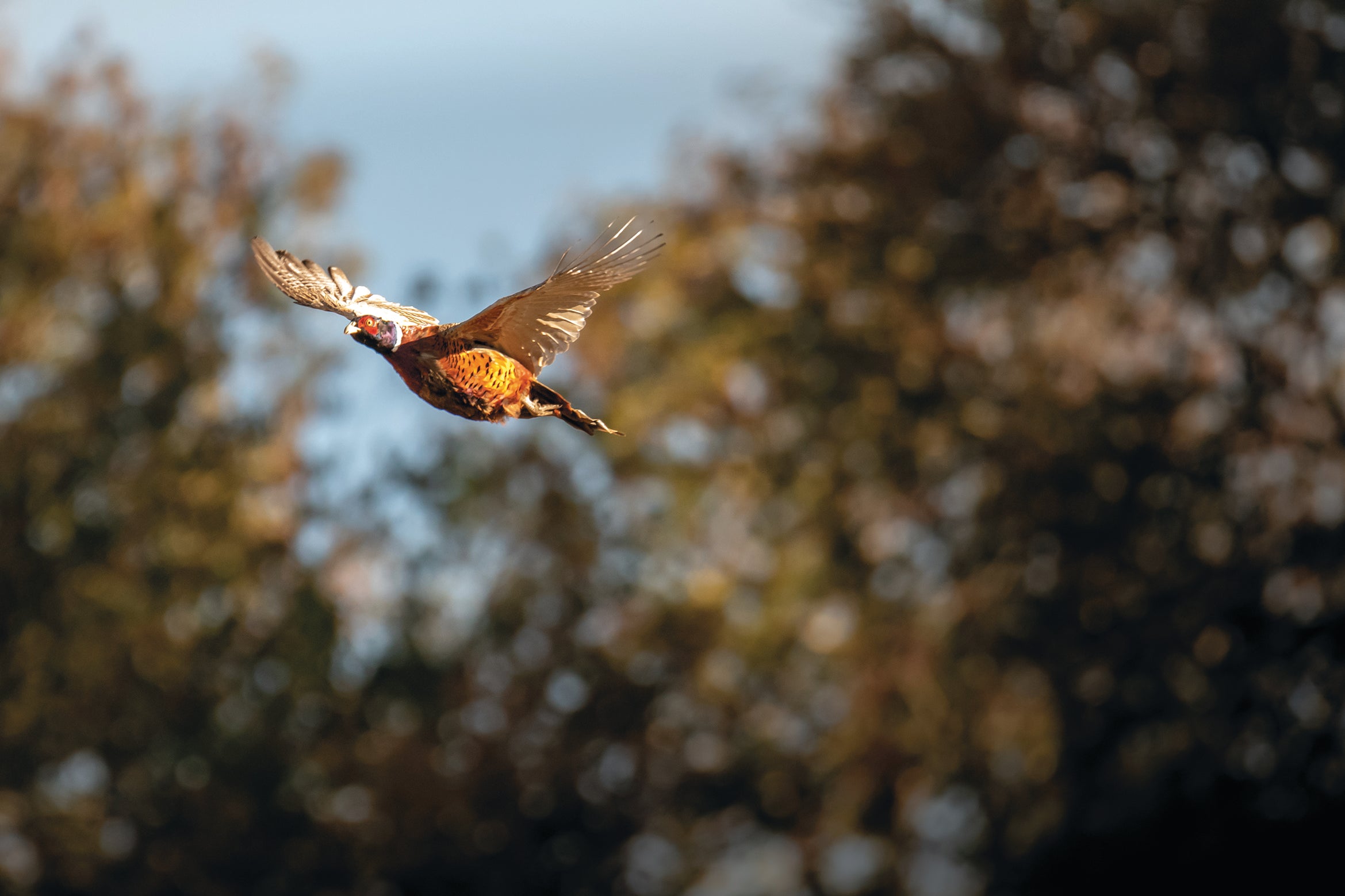 Pheasant in flight