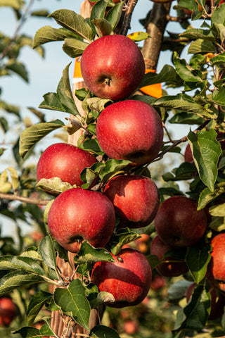 Apples on a tree by Marek Studzinski on Unsplash