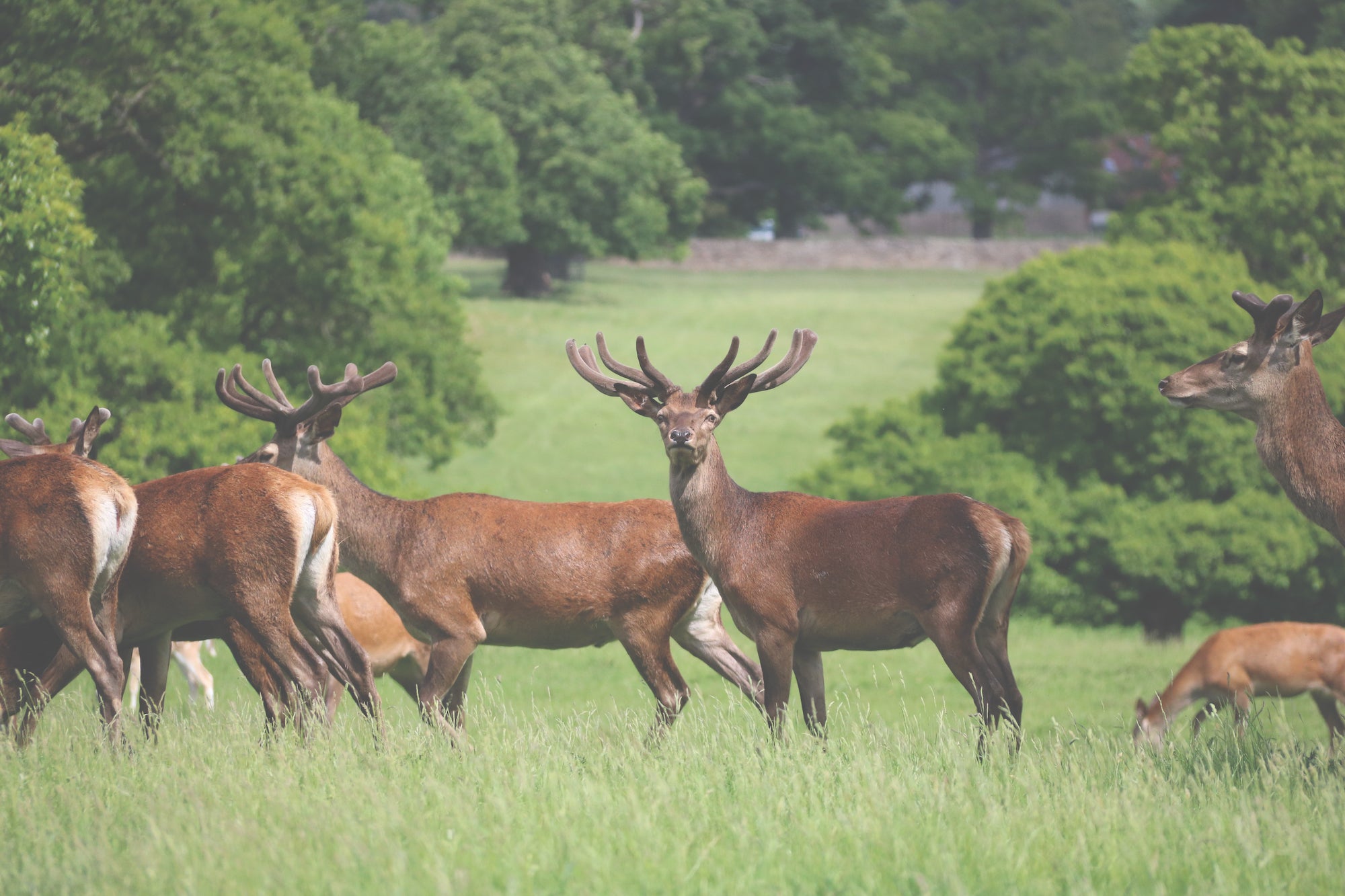 Photograph of wild deer by Miles Cook