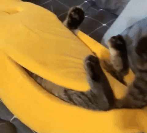 🔥BLACK FRIDAY SALES】Cat's Favorite Banana Peel Bed – YODGO