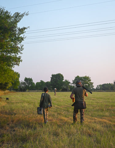 dove hunt