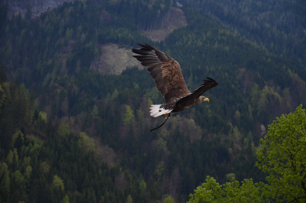 Brown and Black Hawk Flying Above a Forest