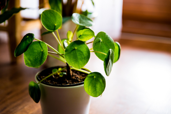 Chinese money plant in a room