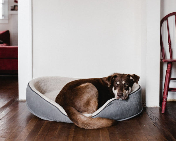 Dog sleeping on its dog bed