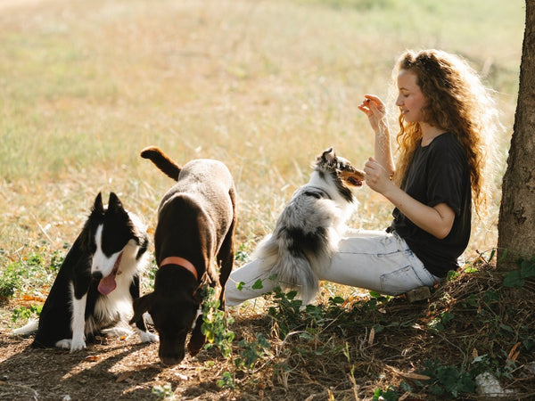 Girl Playing with Three Dogs Outdoors