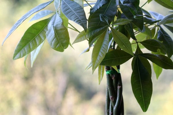 Money Tree Plant or Guiana Chestnut