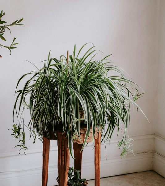 Spider Plant in a Room
