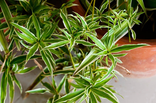 Spider Plant or Chlorophytum comosum