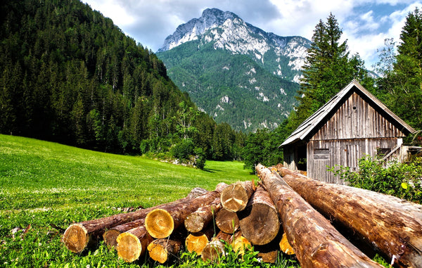 Wood logs sit outside a cabin near the forest