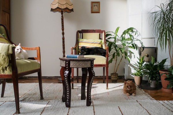 Three Cats in the Living Room