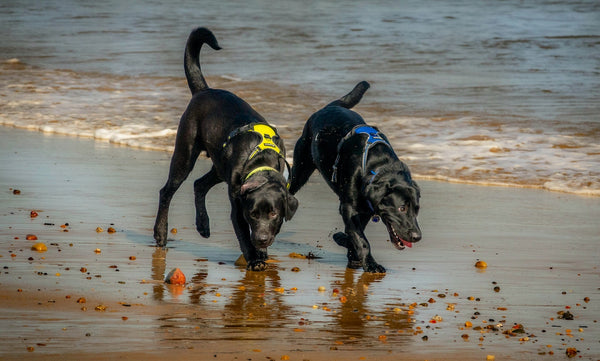 Two black labs playing at the beach