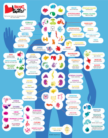 Simple Anatomy for Kids