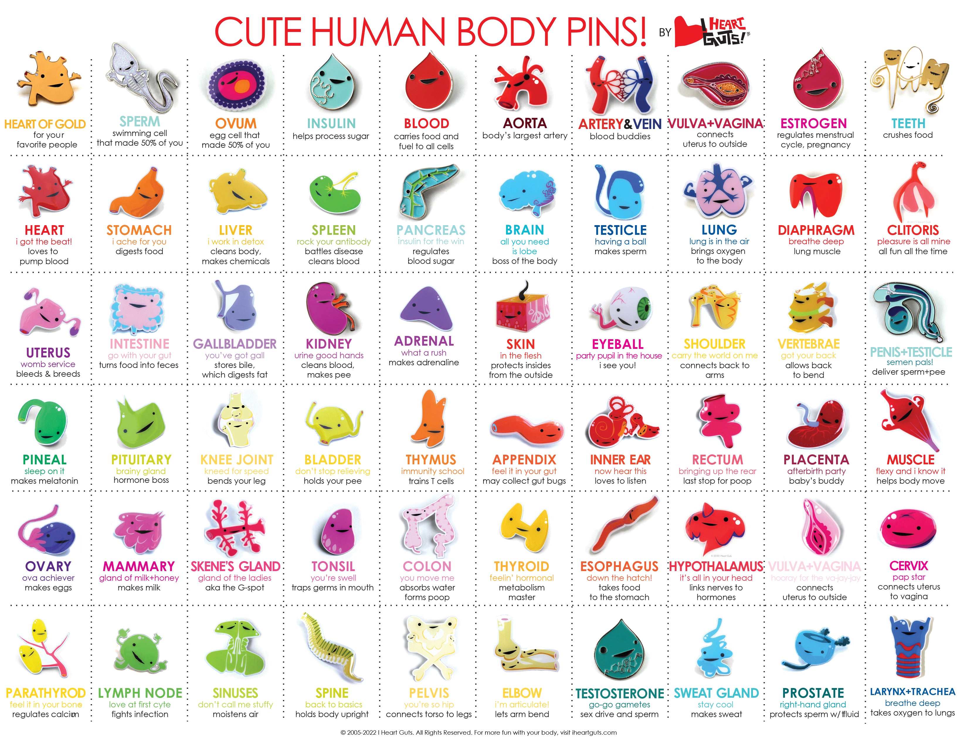 Our Human Body Pin Family Has Grown!