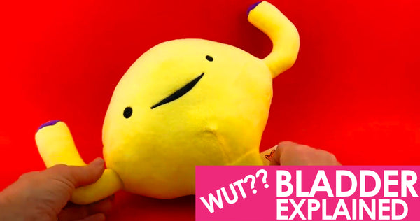 bladder plush you tube what does bladder do educational