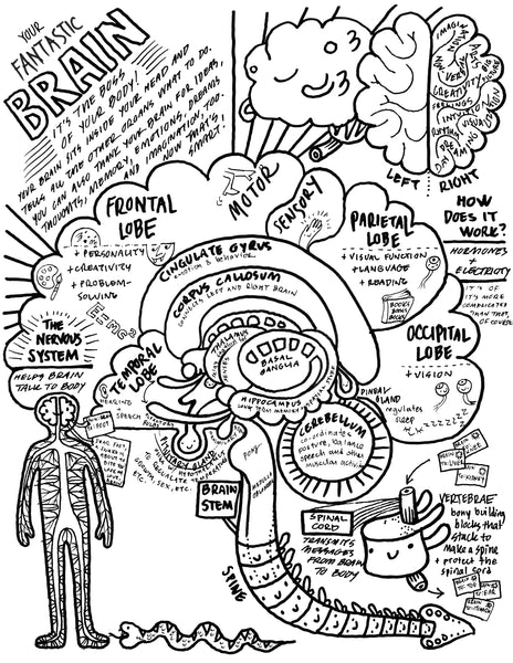 Brain Coloring Sheet - Neuroscience Coloring Page for Kids