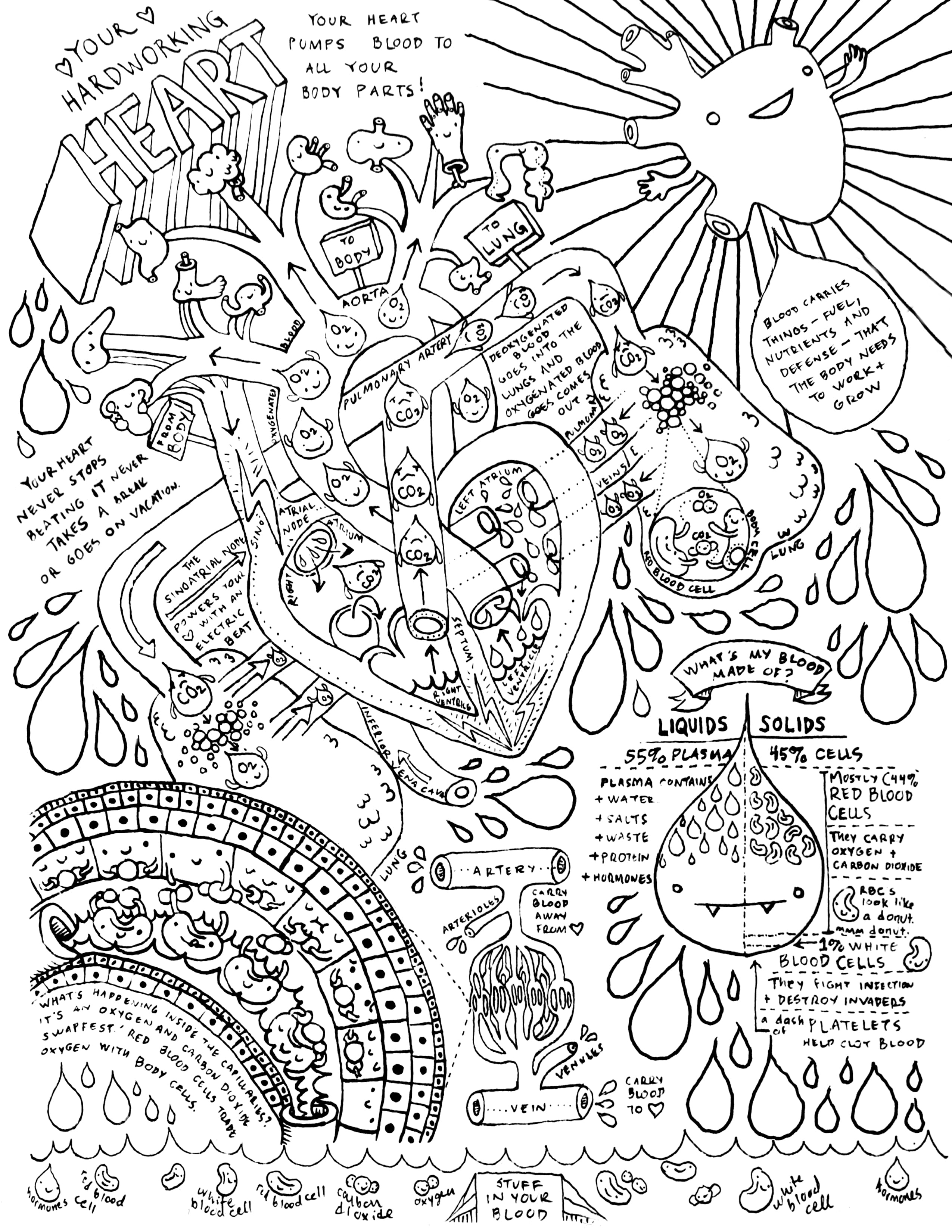 heart anatomy coloring page