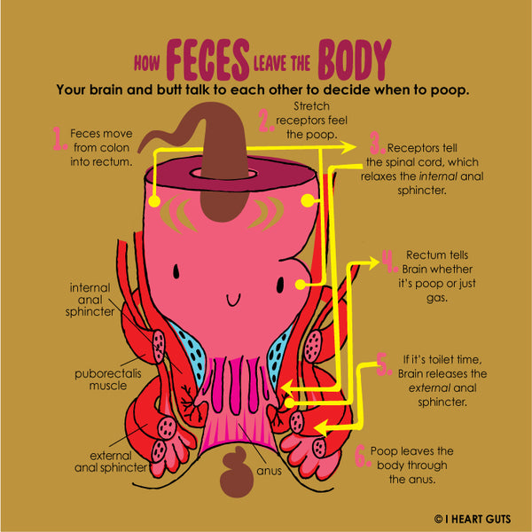 How We Poop
