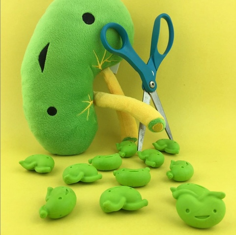 Spleen plush and erasers with scissors