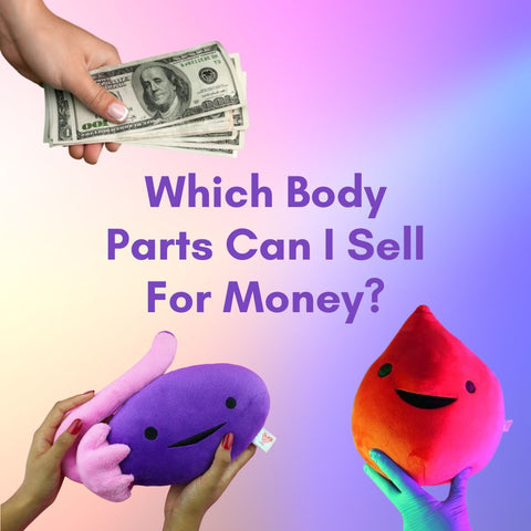 Which Body Parts Can I Sell For Money? - Blood Plushie - Ovary Plushie - I Heart Guts