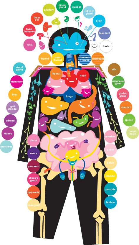 where-are-your-organs-iheartguts