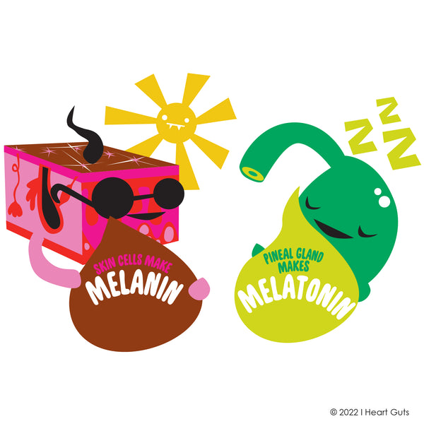 Melanin vs Melatonin