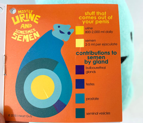 Penis Function - Penis Anatomy