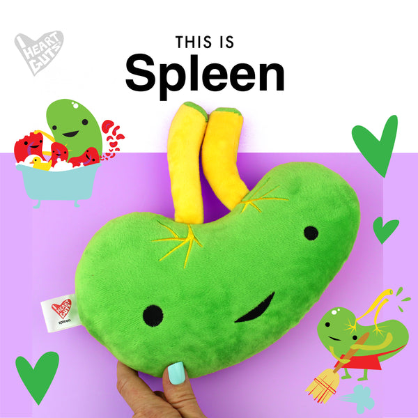 What Does the spleen do?