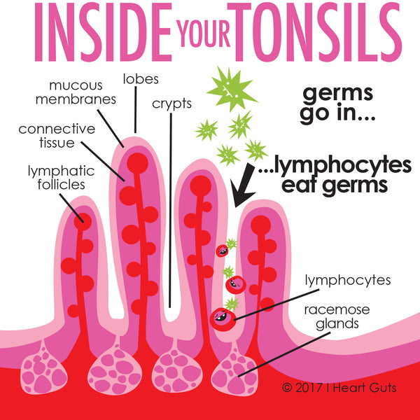 how tonsils work infographic cute funny modern medical chart