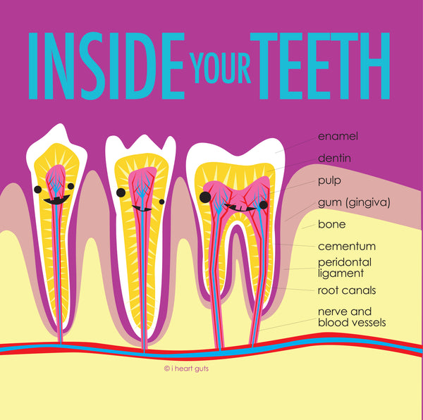 Tooth info - tooth parts - teeth labeled